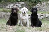 LABRADOR 865